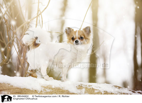 Langhaarchihuahua / longhaired Chihuahua / RR-64802