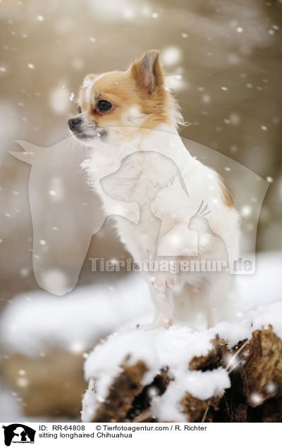 sitzender Langhaarchihuahua / sitting longhaired Chihuahua / RR-64808