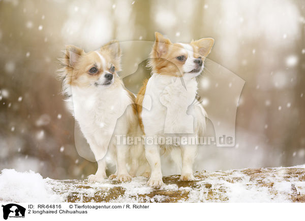 2 Langhaarchihuahuas / 2 longhaired Chihuahuas / RR-64816