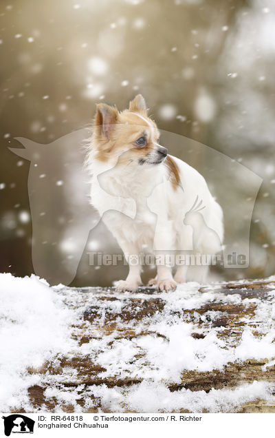 Langhaarchihuahua / longhaired Chihuahua / RR-64818