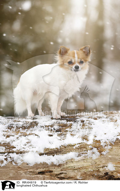 Langhaarchihuahua / longhaired Chihuahua / RR-64819