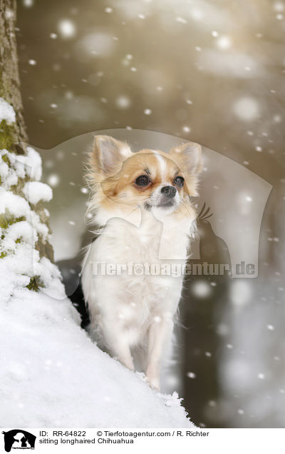 sitzender Langhaarchihuahua / sitting longhaired Chihuahua / RR-64822