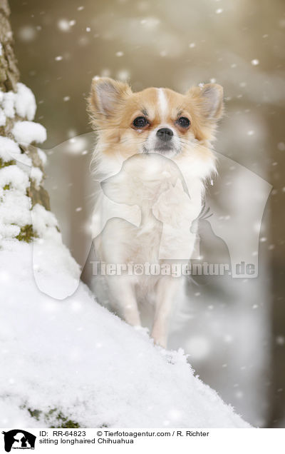 sitzender Langhaarchihuahua / sitting longhaired Chihuahua / RR-64823