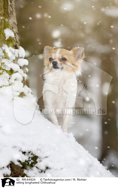 sitzender Langhaarchihuahua / sitting longhaired Chihuahua / RR-64824