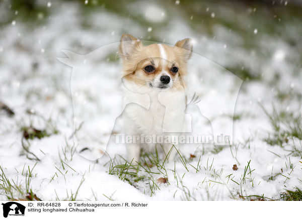 sitting longhaired Chihuahua / RR-64828