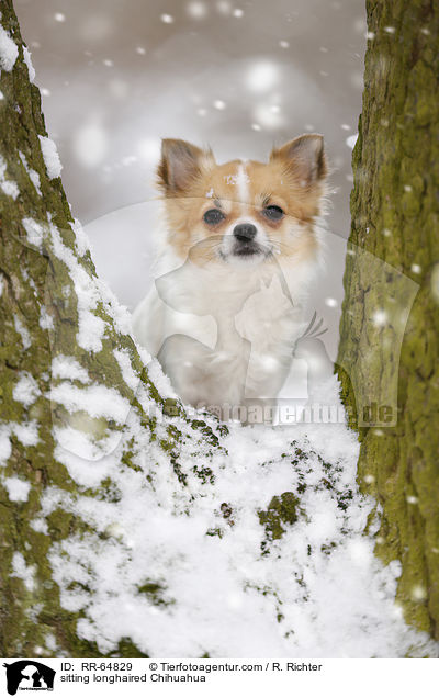 sitting longhaired Chihuahua / RR-64829