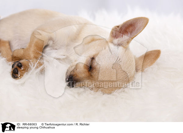 schlafender junger Chihuahua / sleeping young Chihuahua / RR-68063