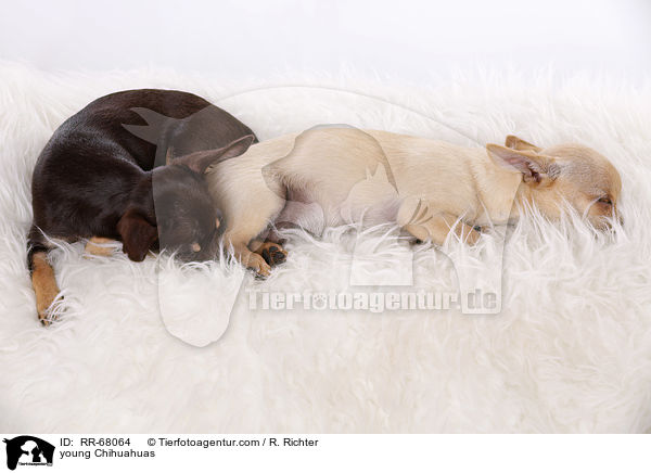 junge Chihuahuas / young Chihuahuas / RR-68064