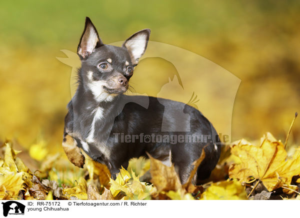 junger Chihuahua / young Chihuahua / RR-75172