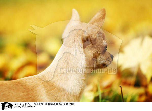 junger Chihuahua / young Chihuahua / RR-75177