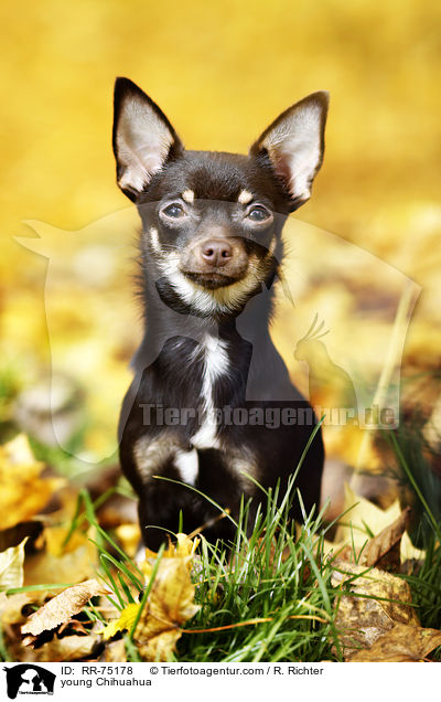 junger Chihuahua / young Chihuahua / RR-75178