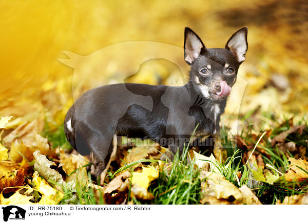 junger Chihuahua / young Chihuahua / RR-75180