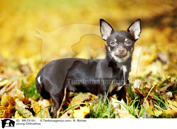 junger Chihuahua / young Chihuahua / RR-75181