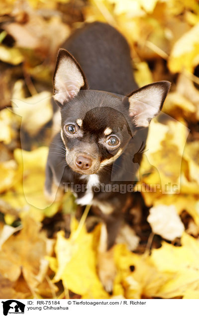 junger Chihuahua / young Chihuahua / RR-75184