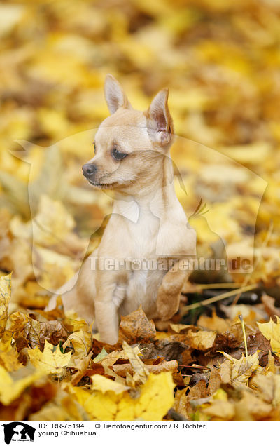 junger Chihuahua / young Chihuahua / RR-75194