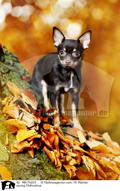 junger Chihuahua / young Chihuahua / RR-75207