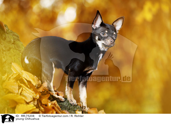junger Chihuahua / young Chihuahua / RR-75208