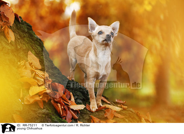 junger Chihuahua / young Chihuahua / RR-75211