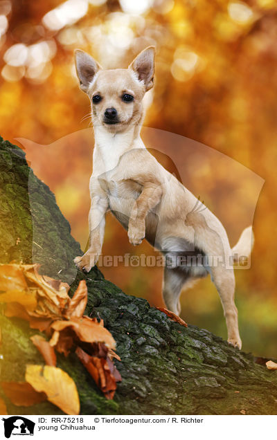 junger Chihuahua / young Chihuahua / RR-75218