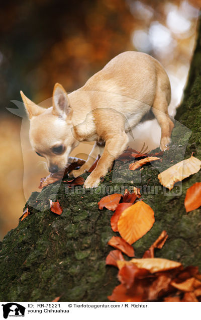 junger Chihuahua / young Chihuahua / RR-75221