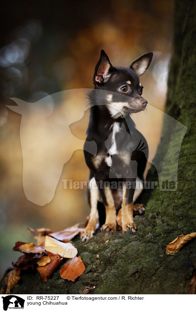 junger Chihuahua / young Chihuahua / RR-75227