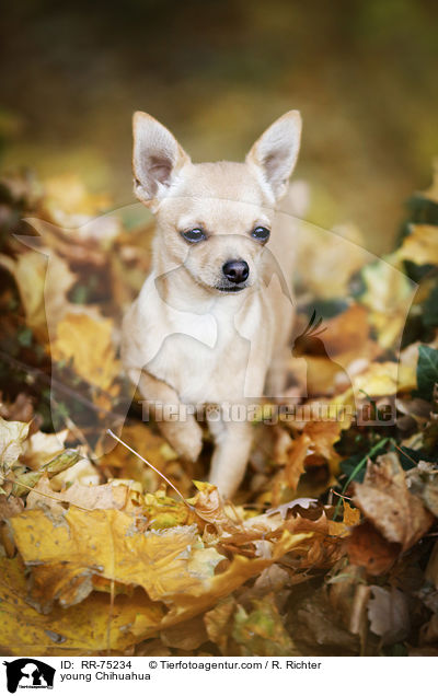 junger Chihuahua / young Chihuahua / RR-75234