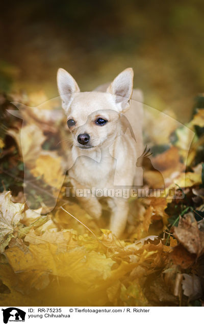 junger Chihuahua / young Chihuahua / RR-75235