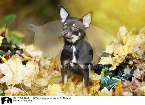 junger Chihuahua / young Chihuahua / RR-75241