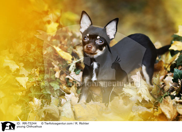 junger Chihuahua / young Chihuahua / RR-75244