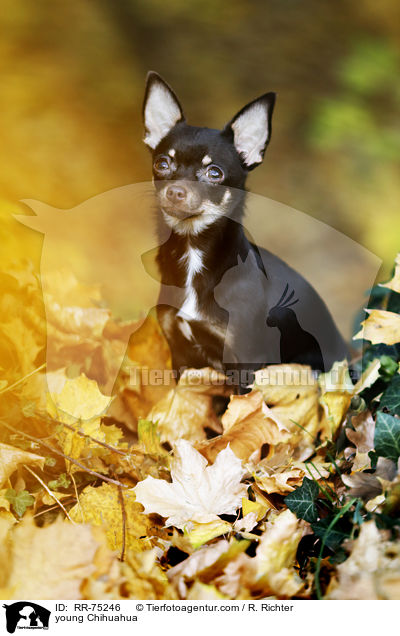 junger Chihuahua / young Chihuahua / RR-75246