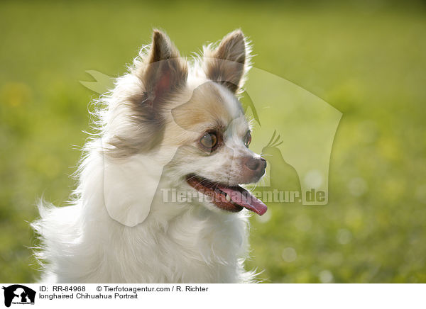 Langhaarchihuahua Portrait / longhaired Chihuahua Portrait / RR-84968