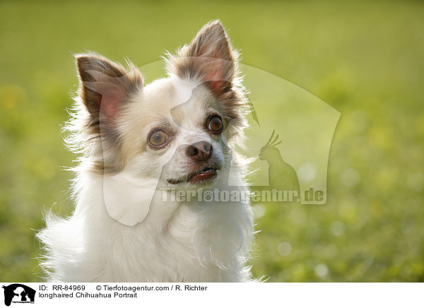 Langhaarchihuahua Portrait / longhaired Chihuahua Portrait / RR-84969