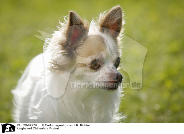 Langhaarchihuahua Portrait / longhaired Chihuahua Portrait / RR-84970