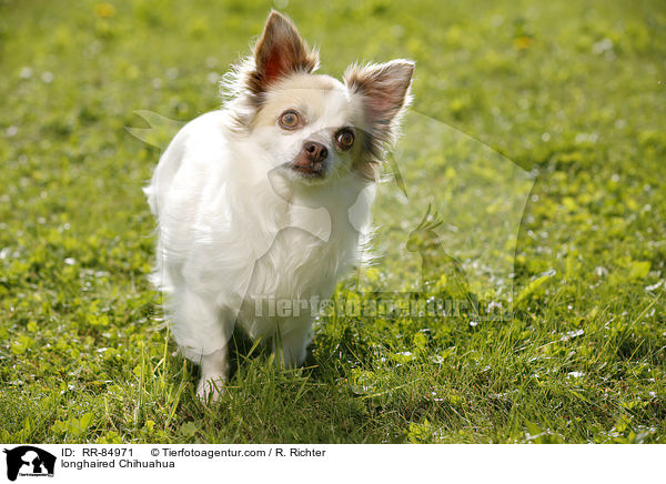 Langhaarchihuahua / longhaired Chihuahua / RR-84971