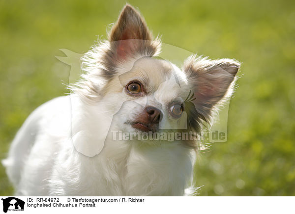 Langhaarchihuahua Portrait / longhaired Chihuahua Portrait / RR-84972