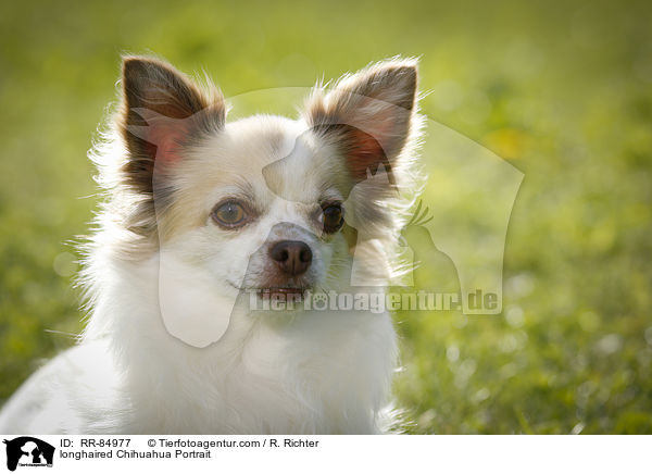 Langhaarchihuahua Portrait / longhaired Chihuahua Portrait / RR-84977