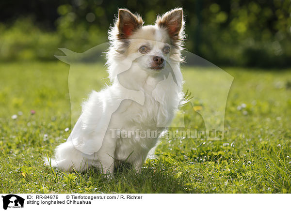 sitzender Langhaarchihuahua / sitting longhaired Chihuahua / RR-84979