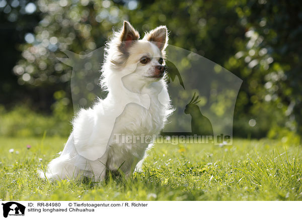 sitzender Langhaarchihuahua / sitting longhaired Chihuahua / RR-84980