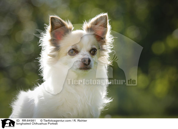 Langhaarchihuahua Portrait / longhaired Chihuahua Portrait / RR-84981