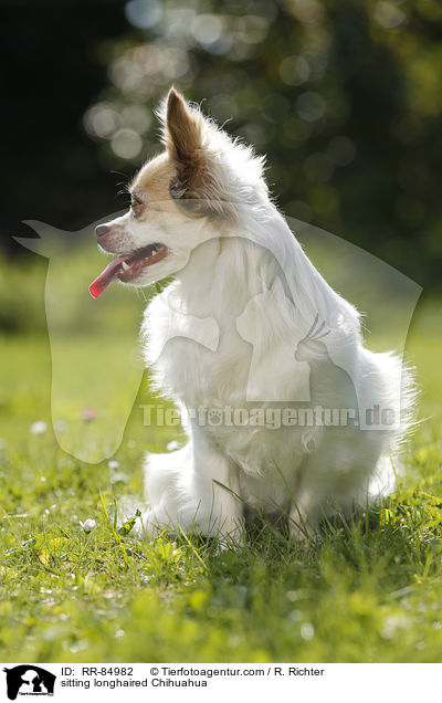 sitzender Langhaarchihuahua / sitting longhaired Chihuahua / RR-84982