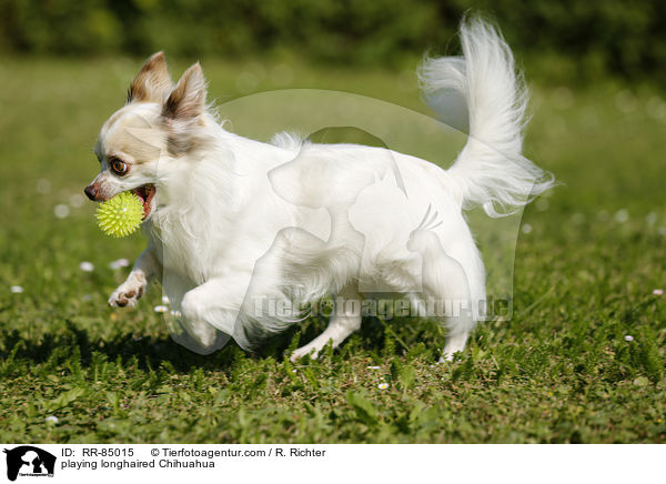 playing longhaired Chihuahua / RR-85015