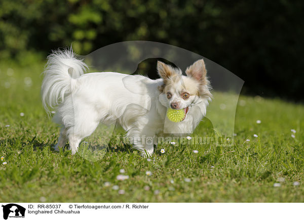 longhaired Chihuahua / RR-85037