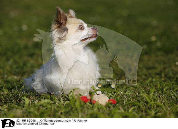 lying longhaired Chihuahua / RR-85058