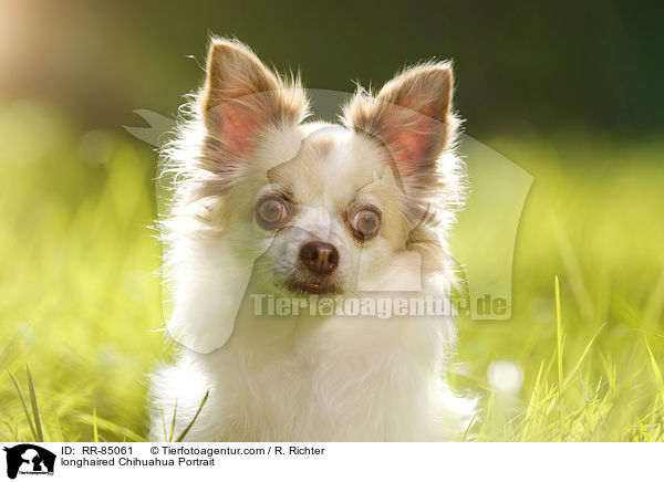 longhaired Chihuahua Portrait / RR-85061