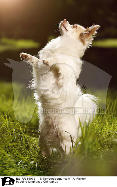 Langhaarchihuahua macht Mnnchen / begging longhaired Chihuahua / RR-85076