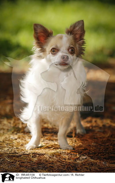 Langhaarchihuahua / longhaired Chihuahua / RR-85108