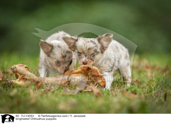 longhaired Chihuahua puppies / YJ-13053