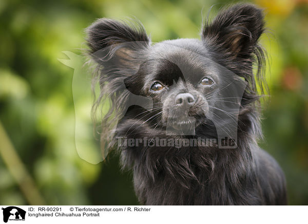 longhaired Chihuahua Portrait / RR-90291