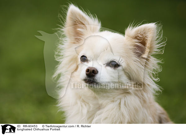 longhaired Chihuahua Portrait / RR-90453