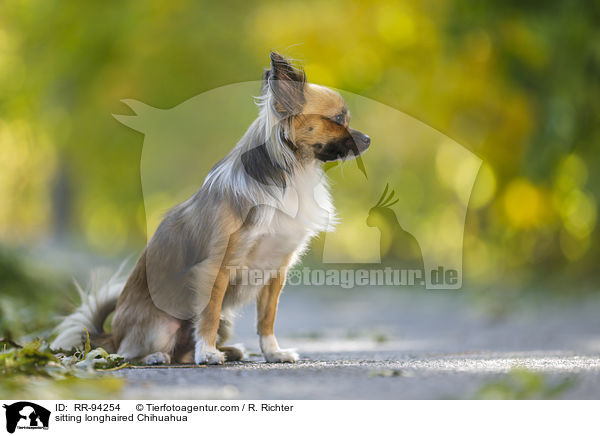 sitting longhaired Chihuahua / RR-94254